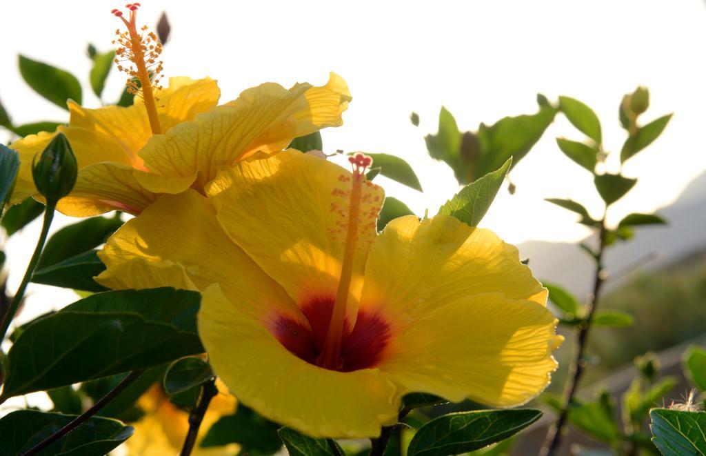 Lagada Resort Makrýgialos Dış mekan fotoğraf